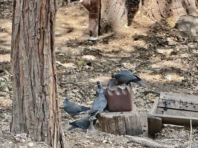 Detail Gallery Image 37 of 48 For 32811 Birch Hill Rd, Palomar Mountain,  CA 92060 - 2 Beds | 1 Baths