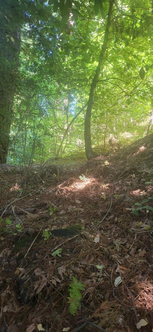 1080 Blue Ridge Drive, Boulder Creek CA: https://media.crmls.org/mediaz/b95b5b66-76af-46b2-9e84-e6230332a9a9.jpg