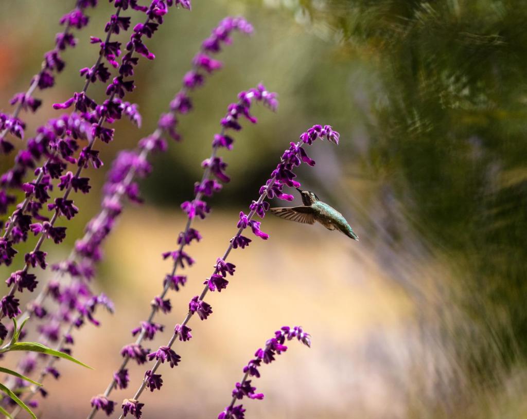 https://media.crmls.org/mediaz/b96da818-c7e4-4b66-9cb4-fb2256a540eb.jpg?preset=X-Large