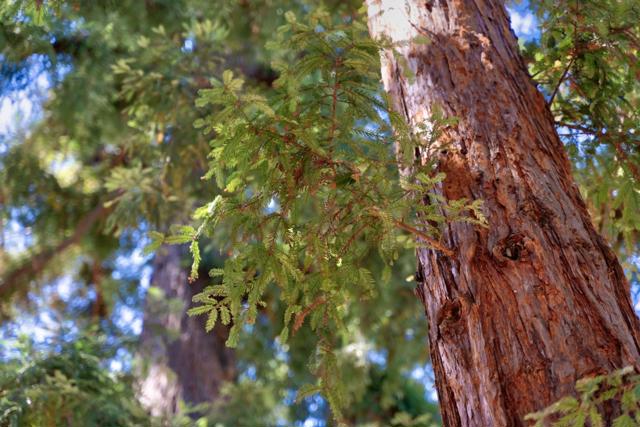 1190 Emory Street, San Jose CA: https://media.crmls.org/mediaz/b984d294-2c7c-4065-a2ff-1aa0156977c7.jpg