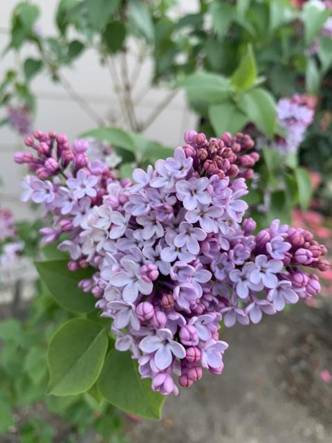 1152 Curtner Avenue, San Jose CA: https://media.crmls.org/mediaz/b99e8c1f-11e5-445d-87d6-a29d25cd05b0.jpg