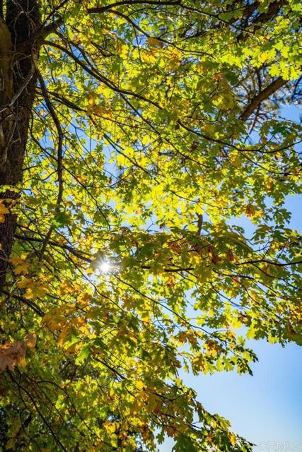 Detail Gallery Image 17 of 33 For 0 State Park Rd, Palomar Mountain,  CA 92060 - – Beds | – Baths