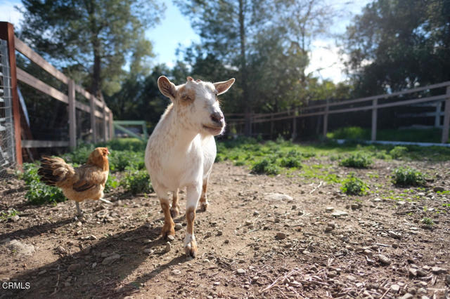 3450 Thacher Road, Ojai CA: https://media.crmls.org/mediaz/b9b23a11-4fe2-4e61-984a-3099e132966c.jpg