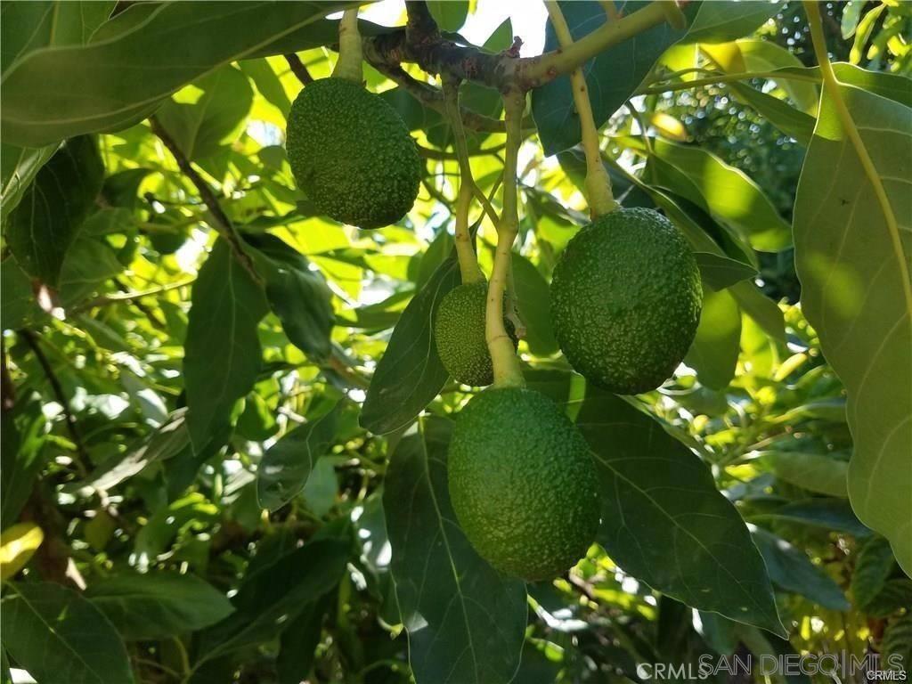 MLS #250032935SD image #13