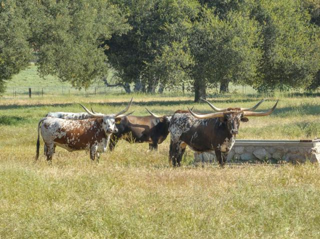 770 Limekiln Road, Hollister CA: https://media.crmls.org/mediaz/ba0828b0-7401-4b7c-85db-68e34ed520e8.jpg