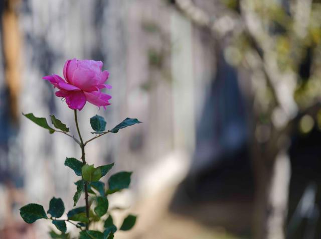 1139 Cape Cod Way, Salinas CA: https://media.crmls.org/mediaz/bade3615-039e-4eb6-a6e2-22bd18a23c9f.jpg