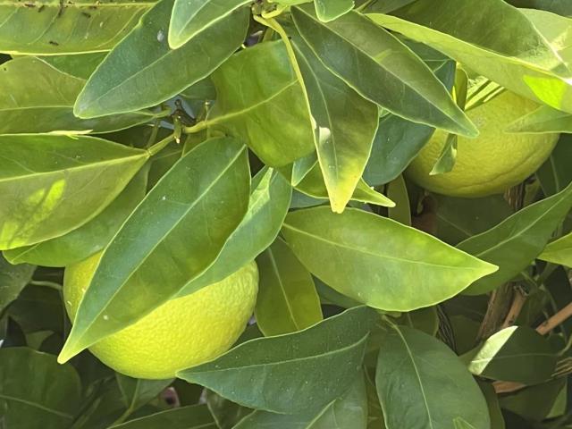 1054 Fleetwood Drive, San Jose CA: https://media.crmls.org/mediaz/badfdc09-641b-44e8-a635-2f3da5415a7c.jpg