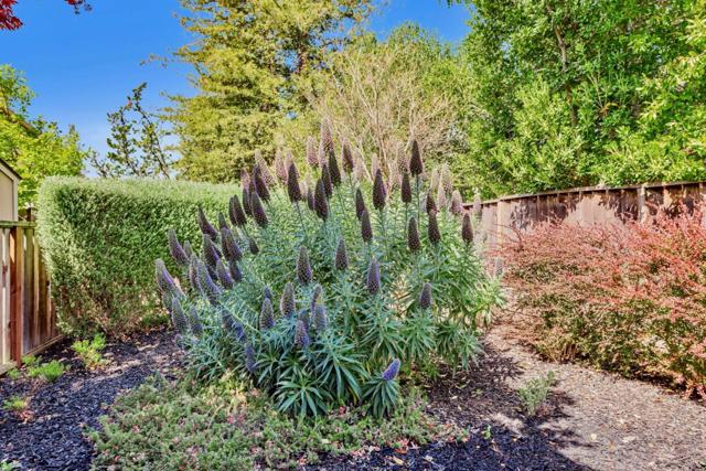 663 Lambeth Court, Sunnyvale CA: https://media.crmls.org/mediaz/bb5aaa93-24b3-496a-be17-498040f62005.jpg