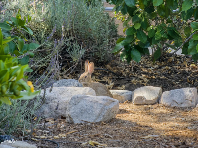Detail Gallery Image 36 of 38 For 7944 Day St, Sunland,  CA 91040 - 3 Beds | 2 Baths
