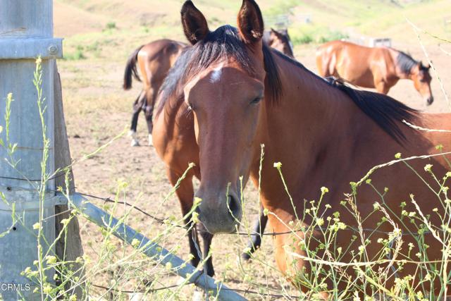 0 Dickenson Road, Santa Paula CA: https://media.crmls.org/mediaz/bc8dbfb0-fd41-45c8-b4fb-0fd09b1d81e3.jpg