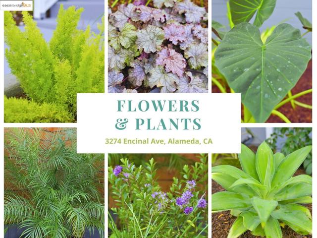 3274 Encinal Ave, Alameda CA: https://media.crmls.org/mediaz/bca2082a-5670-499b-9b36-4f226517ab93.jpg