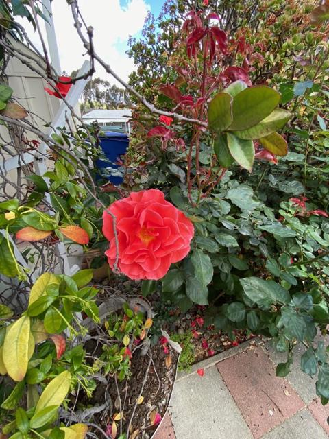 Detail Gallery Image 41 of 47 For 1815 Sweetwater Rd #155,  Spring Valley,  CA 91977 - 3 Beds | 2 Baths