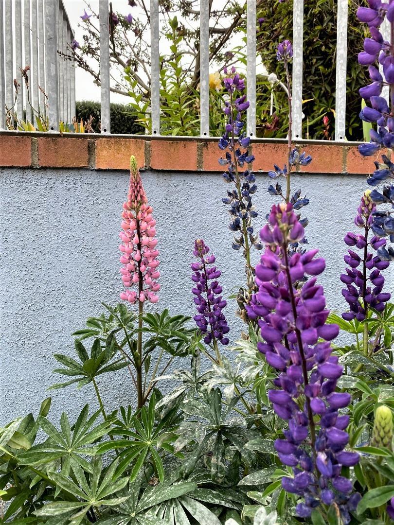 https://media.crmls.org/mediaz/bd1a91b1-0e05-4019-b106-5a58a1e8b045.jpg?preset=X-Large