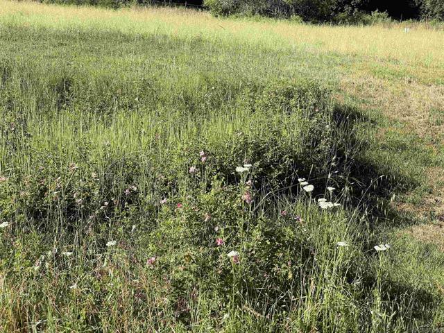 5750 Forest Meadows, Julian CA: https://media.crmls.org/mediaz/bd6b143d-6289-43c5-b22e-f6b7e096335e.jpg