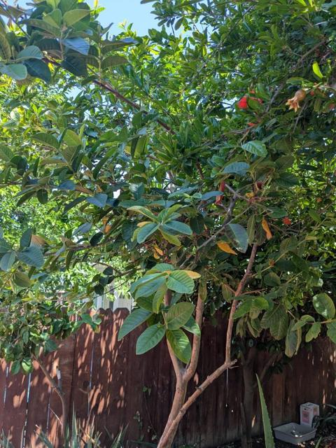 160 N 11th Street, San Jose CA: https://media.crmls.org/mediaz/bdb194d9-7fde-4d29-a807-49a456491826.jpg