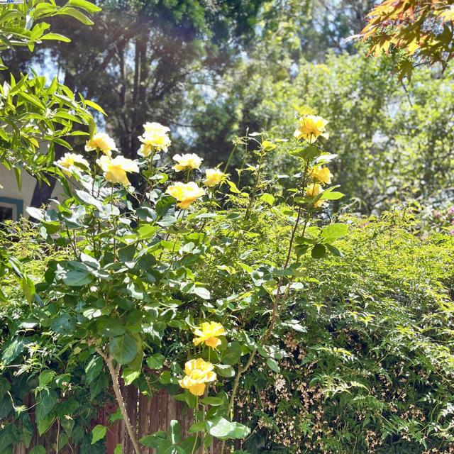 148 Ascot Ct, Moraga CA: https://media.crmls.org/mediaz/bdf55605-f9a2-4017-8523-16d580139ff3.jpg