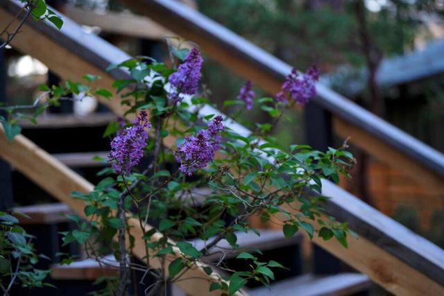 26785 Crestview Drive, Idyllwild CA: https://media.crmls.org/mediaz/bdf7c081-9b6c-4e9d-af9e-6778bbb7f412.jpg