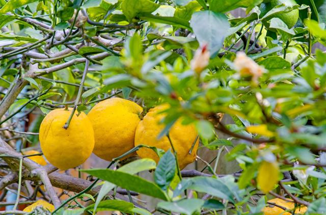 3039 Dumas Street, San Diego CA: https://media.crmls.org/mediaz/be14a41e-4c40-4f1d-bba3-f58e01602aaa.jpg