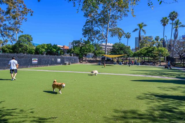 Little Italy dog park.