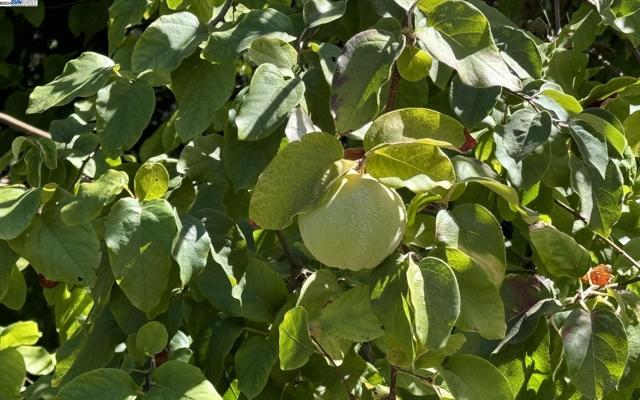 Image 46 of 52 For 783 Solana Dr