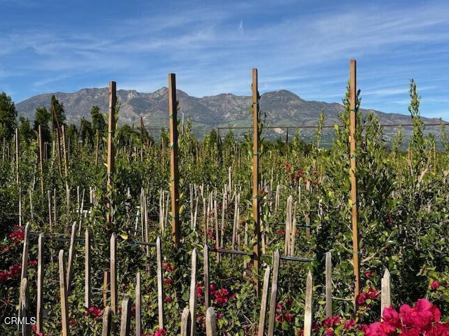 Detail Gallery Image 22 of 41 For 2245 California St, Fillmore,  CA 93015 - 2 Beds | 1 Baths