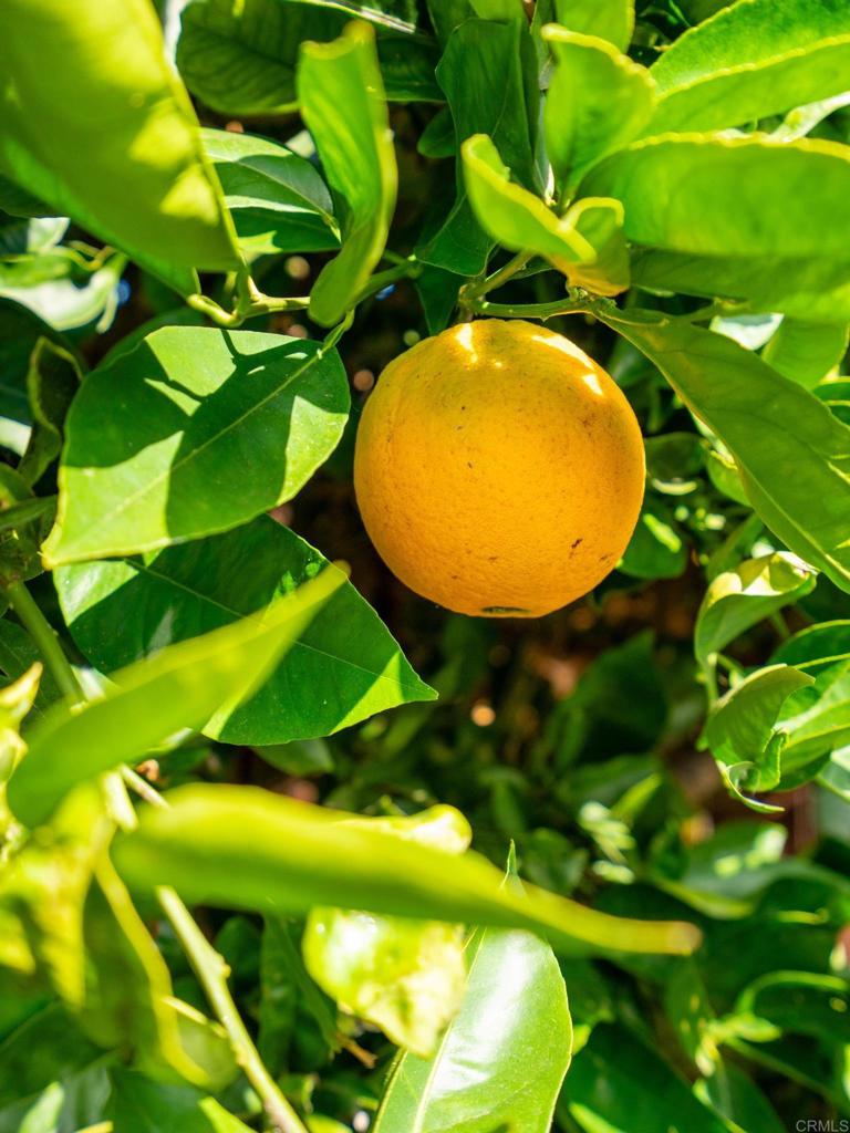 https://media.crmls.org/mediaz/befcbac0-9558-4abb-9aff-4d5878139154.jpg?preset=X-Large