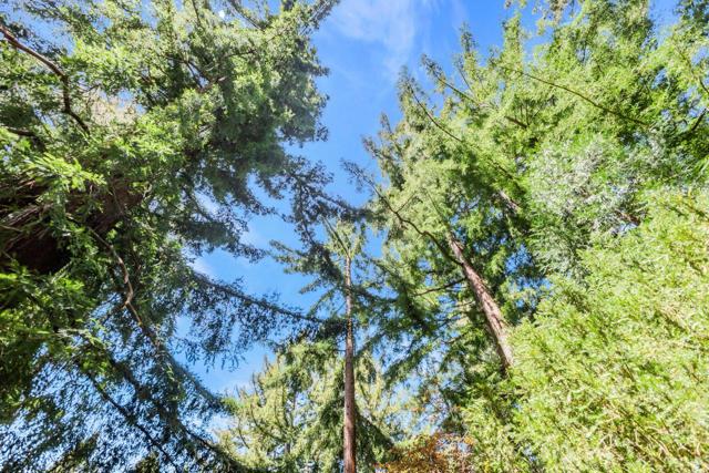 0 Big Tree Way, Woodside CA: https://media.crmls.org/mediaz/bf585ef2-a124-4f29-920c-f556d586fb7d.jpg