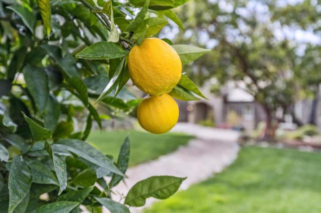 90 Reservoir Road, Los Gatos CA: https://media.crmls.org/mediaz/c003f34d-5b82-4b71-aef3-26ad53e99c91.jpg