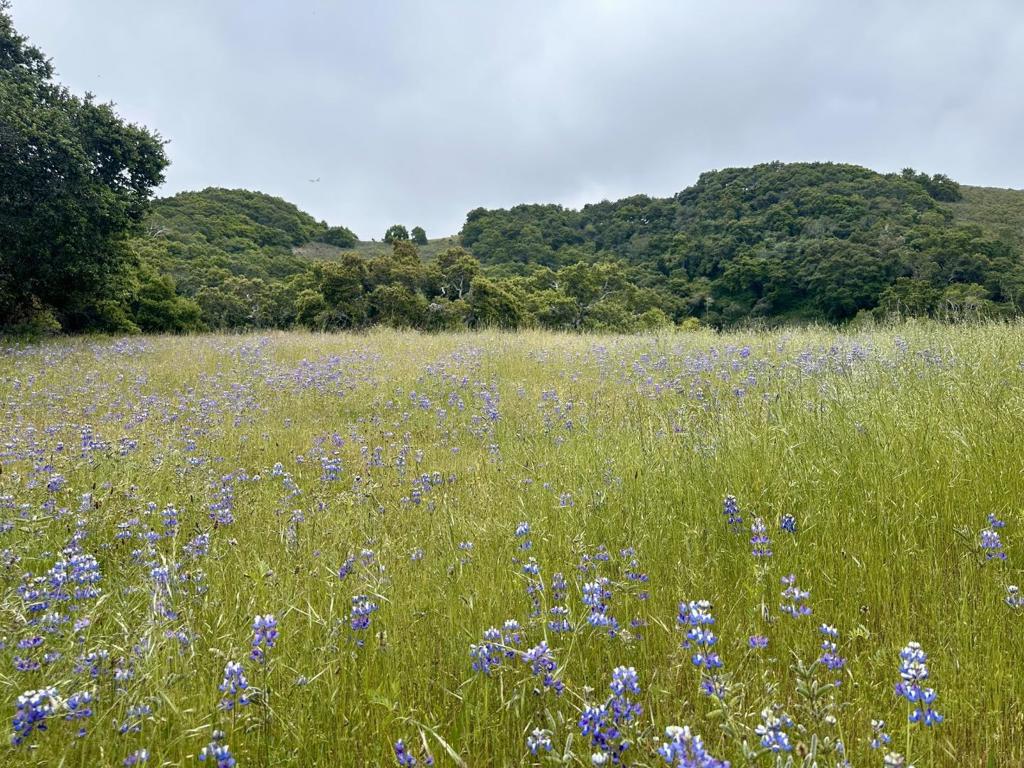 MLS #ML81977848 image #9