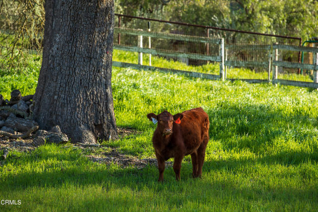 Detail Gallery Image 53 of 54 For 3570 Woodstock Rd, Santa Ynez,  CA 93460 - 6 Beds | 5/1 Baths