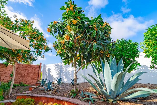 6433 La Paloma Street, Carlsbad CA: https://media.crmls.org/mediaz/c032c5aa-7dae-4528-a887-1ca353f5bdb3.jpg