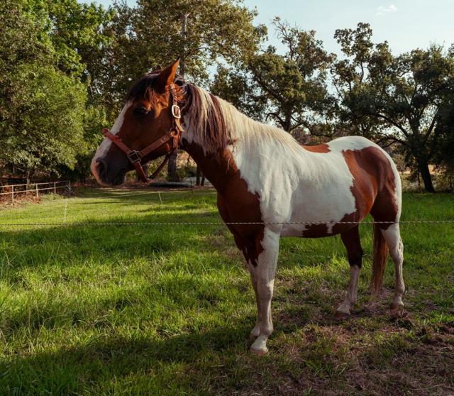 7555 Merced Falls Road, Snelling CA: https://media.crmls.org/mediaz/c0678343-92ec-4c81-b2b5-dbc23d0750d5.jpg