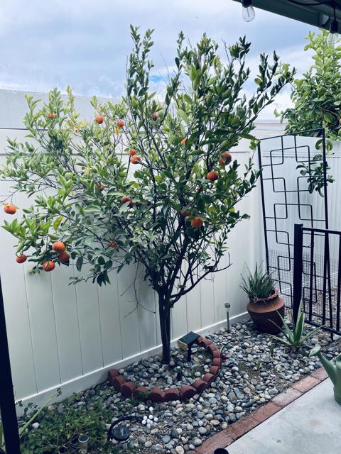 246 Laredo Drive, Palm Springs CA: https://media.crmls.org/mediaz/c0ed38e7-1b04-4e7d-959e-3c1caba07be2.jpg