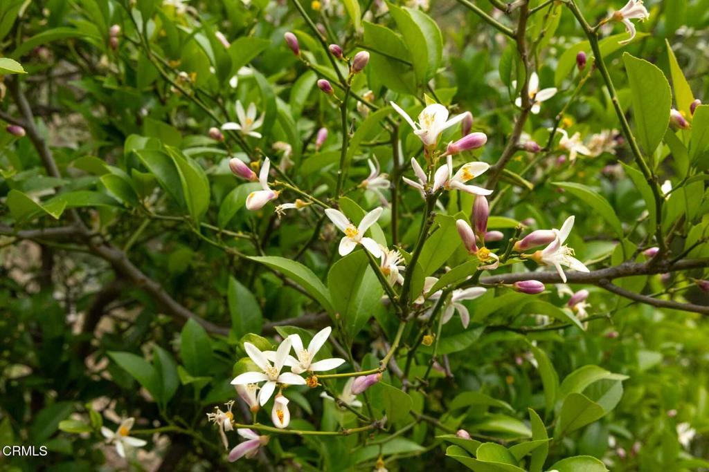 MLS #P1-21999 img 37