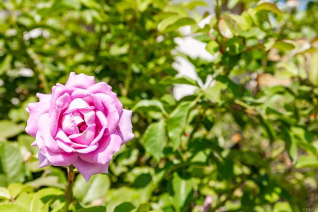 Detail Gallery Image 43 of 65 For 9432 Hito Ct, San Diego,  CA 92129 - 5 Beds | 3 Baths