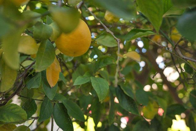 54853 Oakhill, La Quinta CA: https://media.crmls.org/mediaz/c200d3ba-1733-41ff-9940-08c16b9b1ce2.jpg