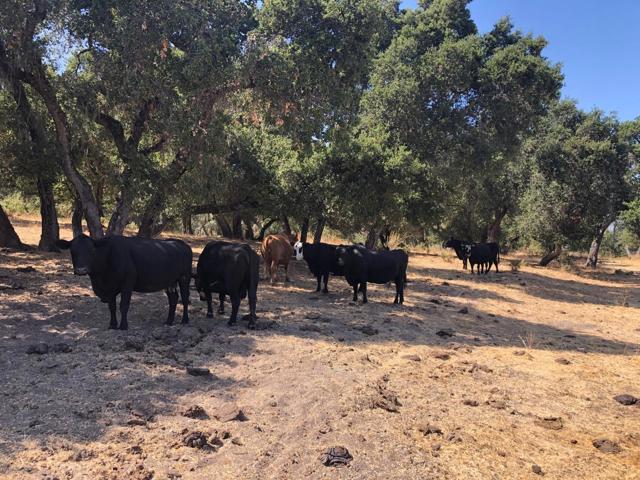 0 Creek Ranch, Carmel Valley Road, Carmel Valley CA: https://media.crmls.org/mediaz/c21a965c-a352-4358-ba4d-44c9edcf2a82.jpg