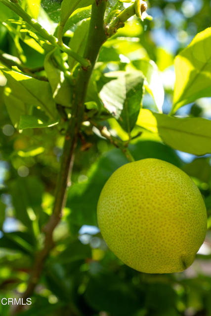 Detail Gallery Image 29 of 31 For 12159 Hoyt St, Sylmar,  CA 91342 - 3 Beds | 2 Baths