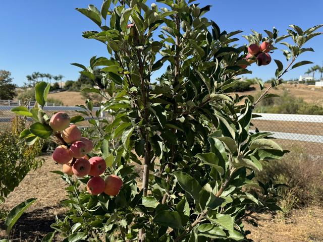Detail Gallery Image 58 of 70 For 30606 Falling Star Circle, Valley Center,  CA 92082 - 4 Beds | 3 Baths
