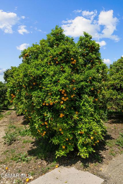 5682 Pine Grove Road, Santa Paula CA: https://media.crmls.org/mediaz/c286af40-21db-400f-ba98-f7edf129a665.jpg