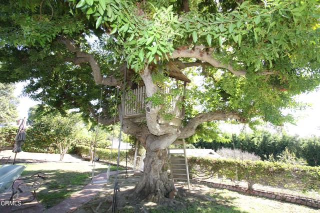 Tree House