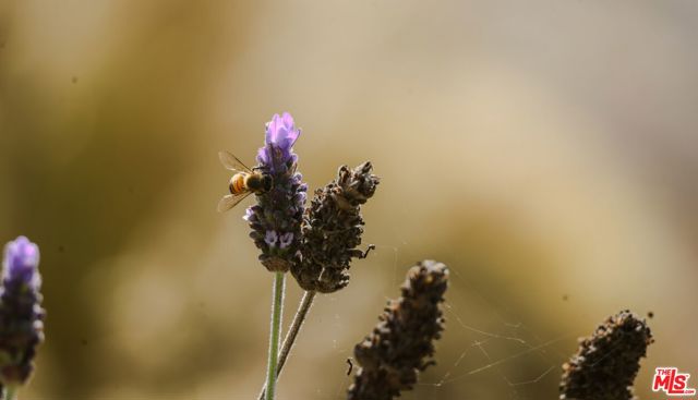 520 Barker Pass Road, Santa Barbara CA: https://media.crmls.org/mediaz/c4527927-39a6-4d7f-b53d-5b6dc8449fde.jpg