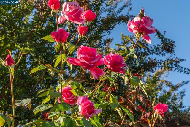 843 Luz Ct, Danville CA: https://media.crmls.org/mediaz/c5185fd1-99e8-4e2b-ad1f-d2bd6a99aed5.jpg