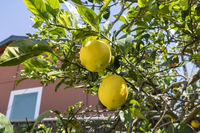 Detail Gallery Image 28 of 30 For 3662 Loma Vista Rd, Ventura,  CA 93003 - 3 Beds | 2 Baths