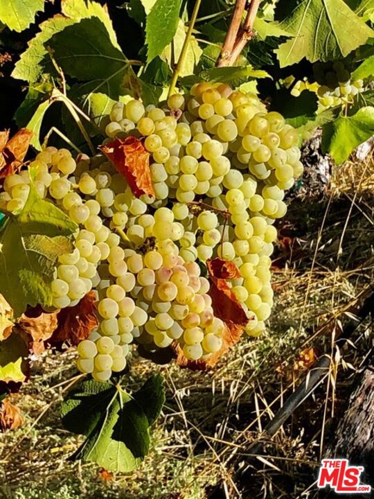 20799 Highway 128, Yorkville CA: https://media.crmls.org/mediaz/c5ed6eec-5fd2-4466-84e6-7a6892d2f40e.jpg