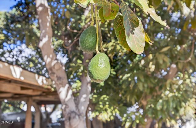 Detail Gallery Image 40 of 55 For 729 Ralph Way, Santa Paula,  CA 93060 - 2 Beds | 1 Baths