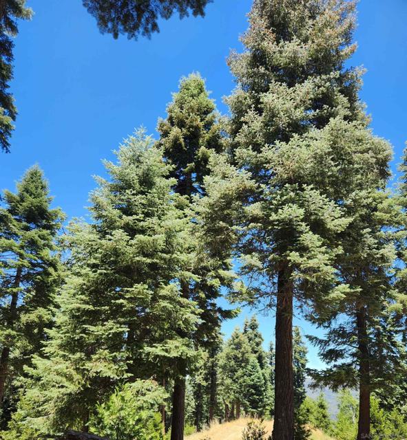 0 Conifer Lane, Palomar Mountain CA: https://media.crmls.org/mediaz/c61a7136-d029-4891-98b5-01b6c6c728c3.jpg
