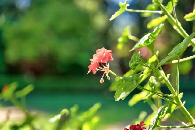 1190 Emory Street, San Jose CA: https://media.crmls.org/mediaz/c74b437c-3893-4816-a20b-0554f292c8f2.jpg