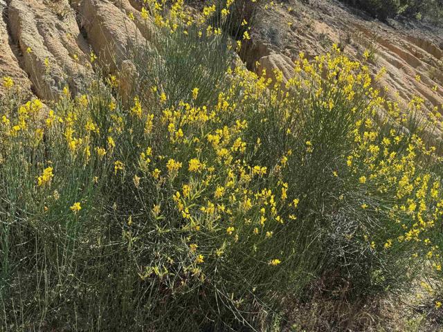 17441 Dos Picos Park Road, Ramona CA: https://media.crmls.org/mediaz/c78b965b-20c7-49b3-b2f0-a95da1fa1870.jpg
