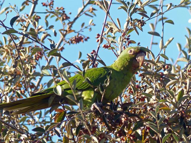 4744 Resmar Rd, La Mesa CA: https://media.crmls.org/mediaz/c7d06126-31e8-4128-8936-f8fba52ae827.jpg
